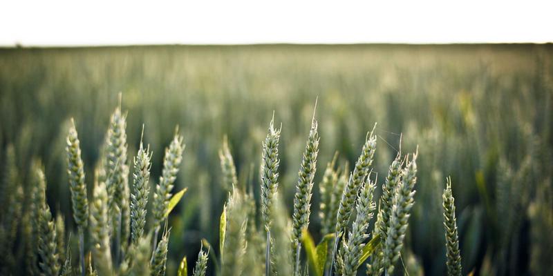 丝网怎么用？从基础分类到创新应用，揭秘金属网的多维价值